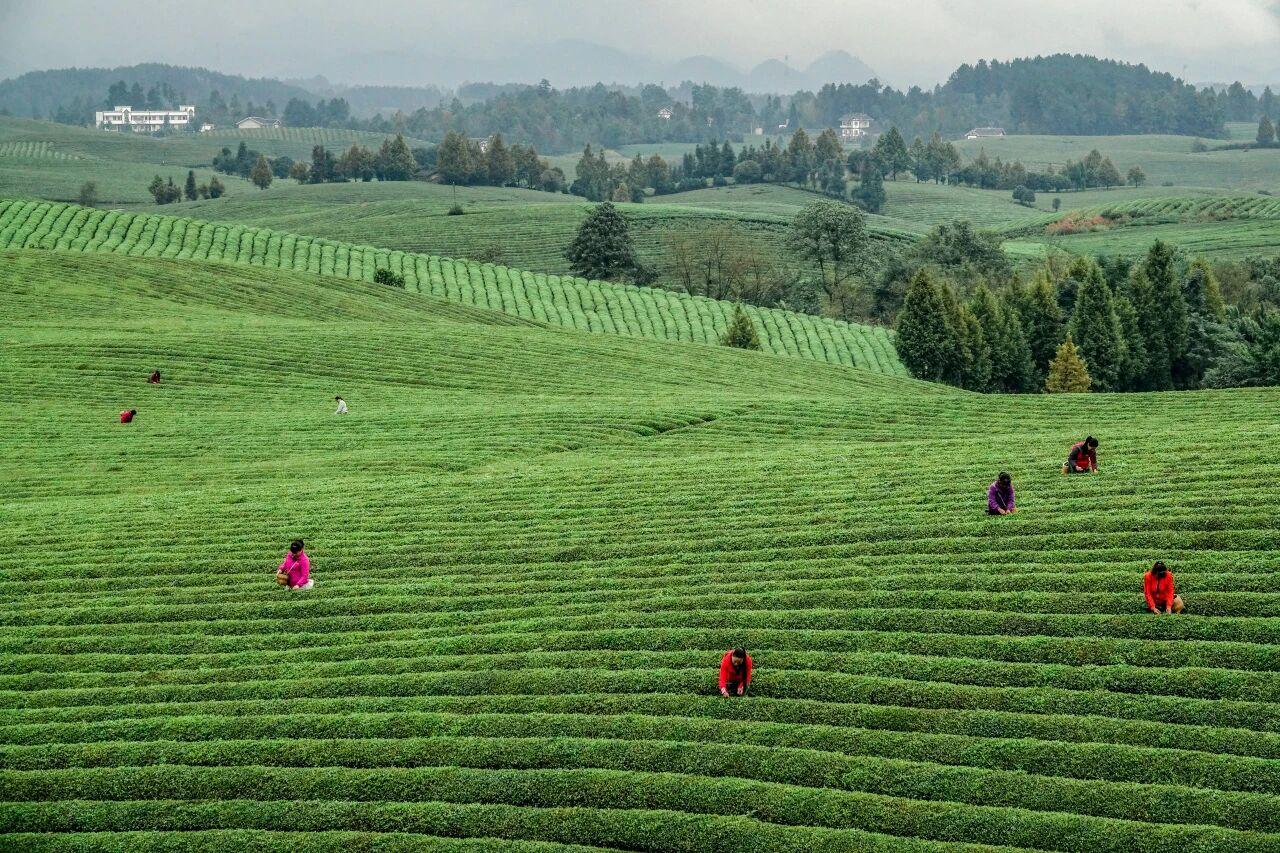 貴州省遵義市湄潭縣永興茶海。攝影 楊良強.jpg
