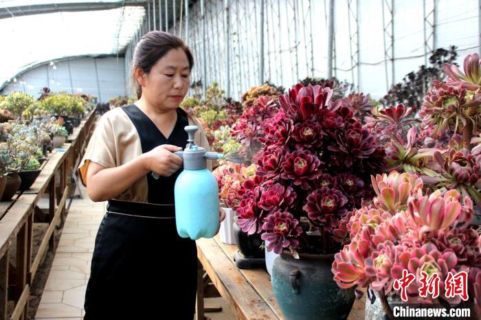 郭雪蘋對(duì)多肉進(jìn)行日常管護(hù)?！≈苡?攝